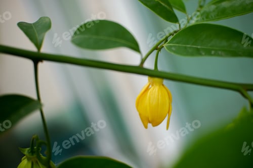 Preview: Ylang Ylang flowers blooms on early in the sunshine morning. Toned with color filter and soft noise