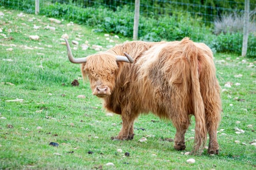 Preview: Closeup shot of a Domestic yak standing on the grass with bushes on the background