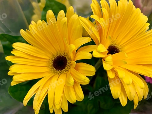 Preview: yellow gerbera flowers. Close-up of a flower bud