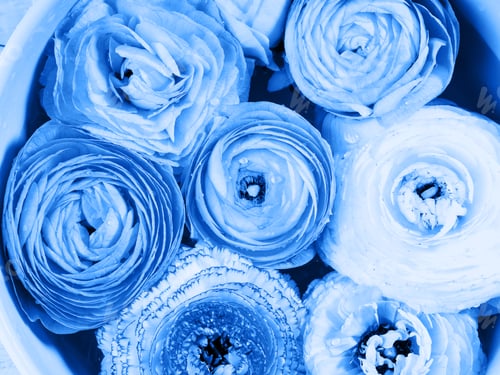 Preview: Beautiful ranunculus in bowl. Classic blue tone