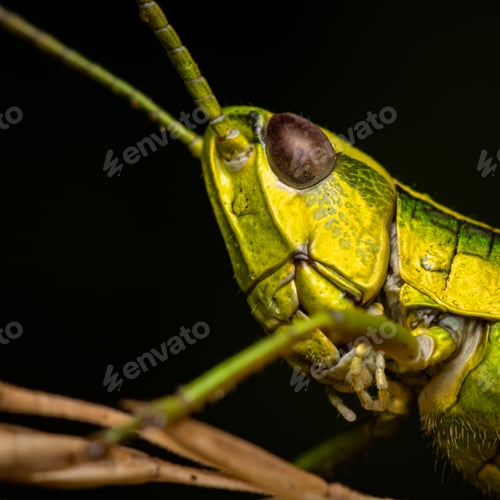Preview: Macro shot of Omocestus viridulus, a common green grasshopper.