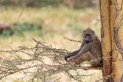 Preview: Baboon Sitting in Tree Looking at Camera
