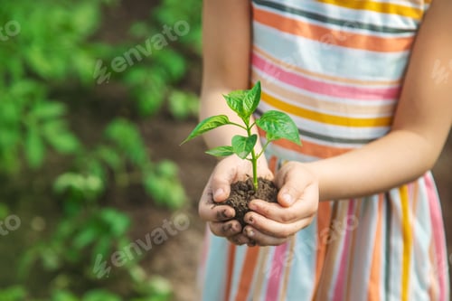 Preview: A child with seedlings in his hands in the garden. Selective focus.
