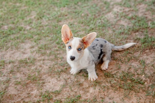 Preview: Welsh Corgi Cardigan Puppy with Blue Eyes