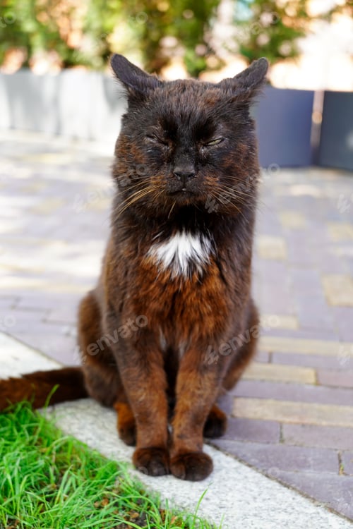 Preview: A homeless black and orange cat seating in the street posing for camera pretending to sleep