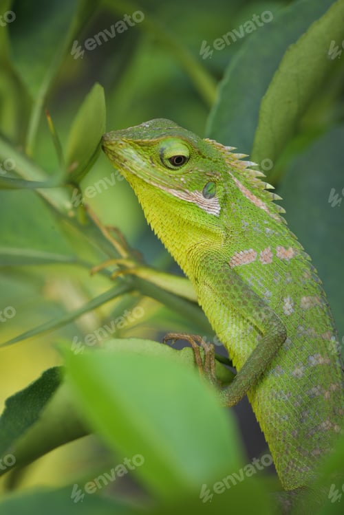Preview: Close up of Green Lizard, Bronchocela jubata, commonly known as the maned forest lizard