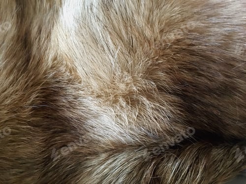 Preview: The beautiful textures and colors of a German Shepherd
