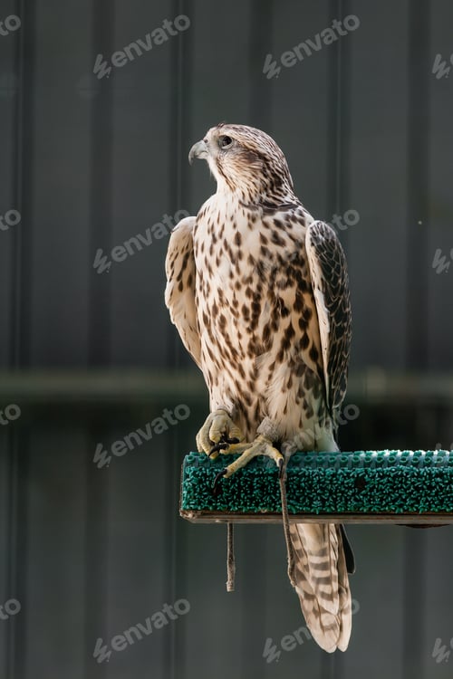 Preview: Beautiful falcon