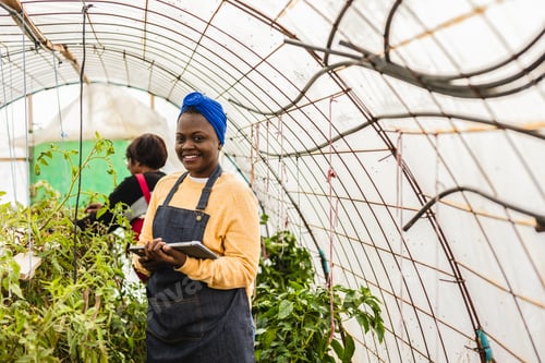 Preview: Farmer using digital tablet in greenhouse for smart farming management