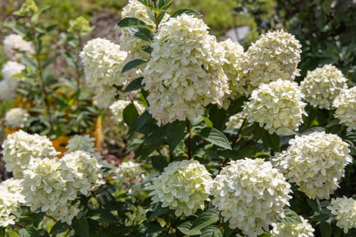Preview: Hydrangea paniculata sort Magical Candle hydrangea with white flowers blooms in the garden in summer