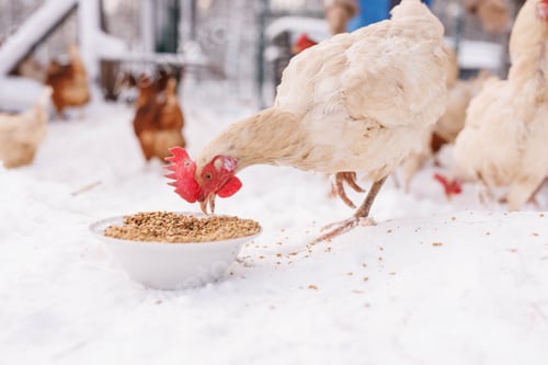 Preview: chicken eats feed and grain at an eco-poultry farm in winter, free-range chicken farm