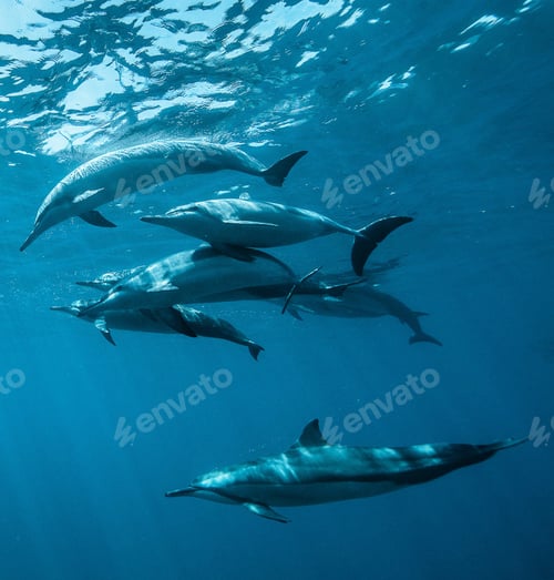 Preview: Dolphins in the sea