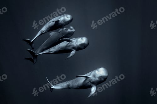 Preview: Curious juvenile Pilot whales, South of Tenerife