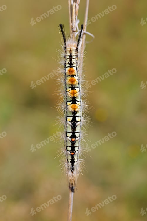 Preview: Hairy caterpillar on a branch