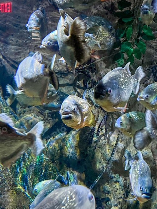 Preview: A flock of piranha in an aquarium close to the camera