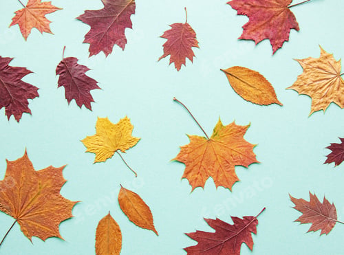 Preview: Autumn composition