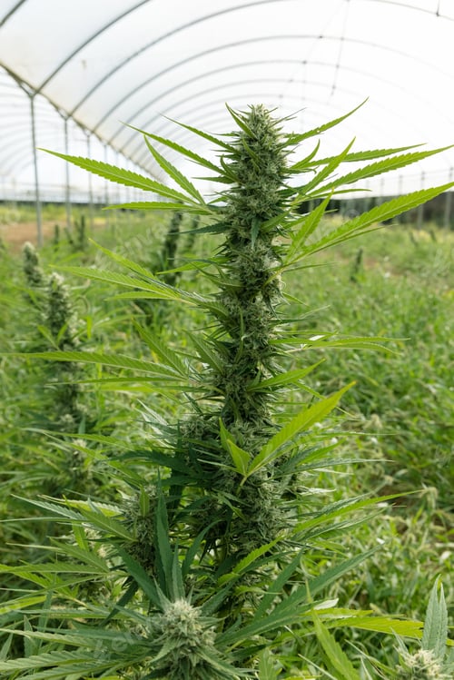Preview: Blooming ripe Marijuana with Buds and green Leaves. Organic Cannabis Sativa Female Plants with CBD