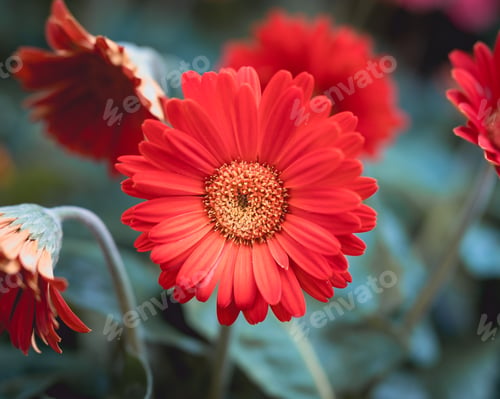 Preview: Selective focus of red gerbera flowers growing in the garden