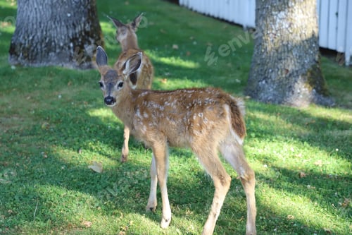 Preview: Baby fawns on a green grass