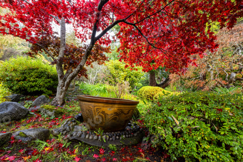 Preview: Old bathtub in a Japanese garden at Royal Roads University in Victoria, Canada