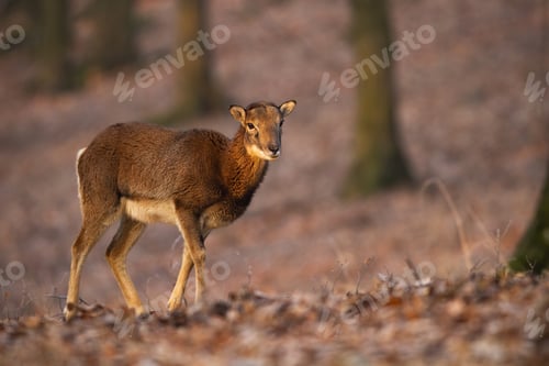 Preview: Female mouflon walking in forest in autumn sunlight