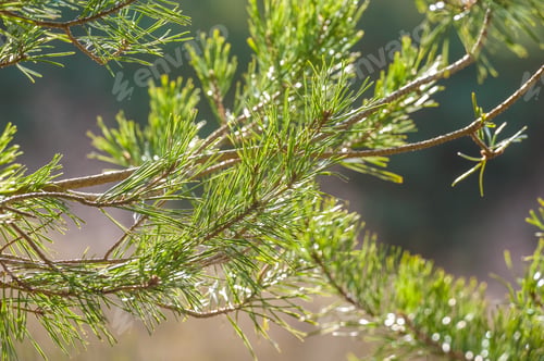 Preview: springtime pine needles