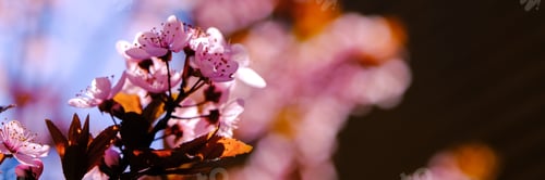 Preview: Close up of pink spring tree blossom. Web banner.