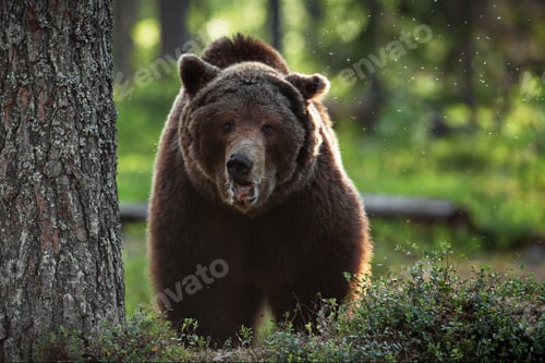 Preview: Closeup of a grizzly bear walking in a forest on a sunny day in Finland