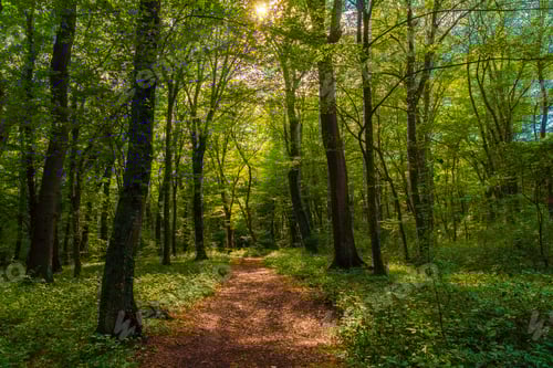 Preview: Trail in the green dense summer forest