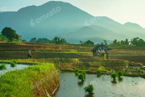 Preview: Beautiful morning view in Indonesia, panoramic landscape of rice fields with mountain