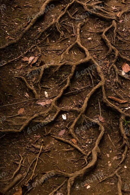 Preview: Vertical shot of tree roots with dry leaves fallen on the ground. Great for backgrounds