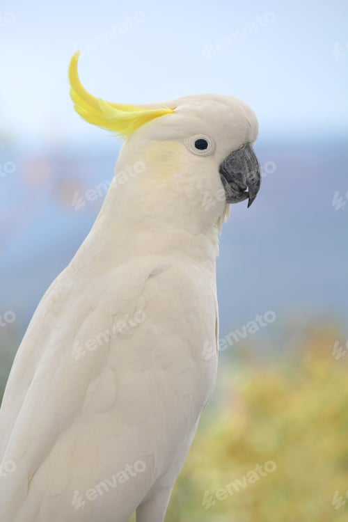 Preview: The white cockatoo is an Australian parrot species belonging to the Cacatuidae family