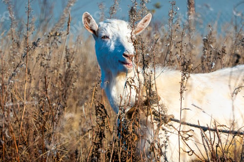 Preview: Goat eating withered grass, Livestock on a pasture. White goat. Cattle on a village farm.