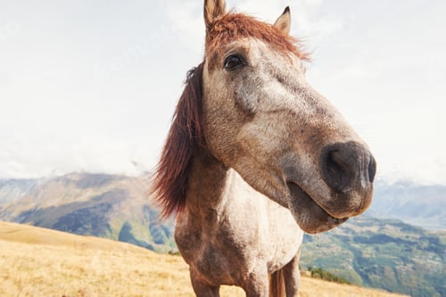 Preview: A bay and white colored horse with a long Blonde mane