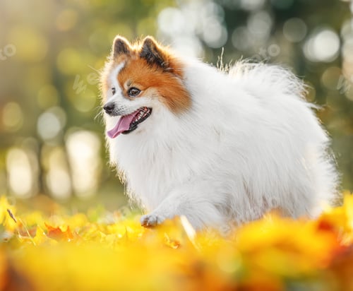 Preview: Fluffy white Pomeranian Spitz smiling joyfully on vibrant autumn leaves, radiating positivity.