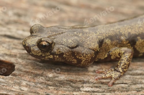 Preview: Closeup on a North-American Pacific Coast Clouded Salamander, Aneides ferreus on redwood