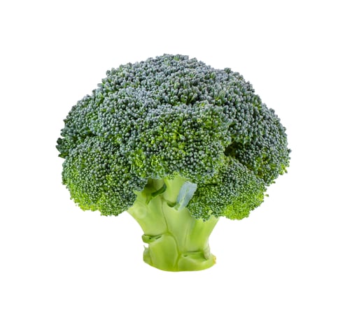 Preview: broccoli isolated on white background