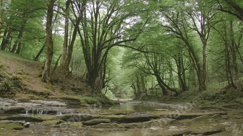 Preview: Beautiful waters with small waterfalls in forest. Creative. Small river rapids in green forest in