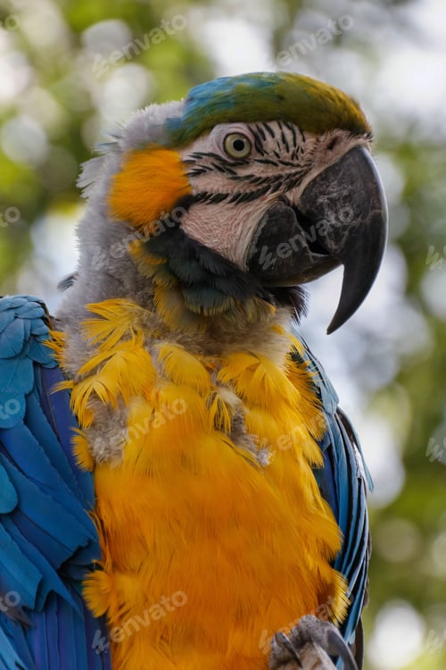 Preview: Vertical close-up shot of an ara parrot with a blurry background
