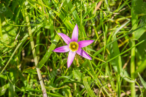 Preview: Rosy Sandcrocus (Romulea rosea) wildflower