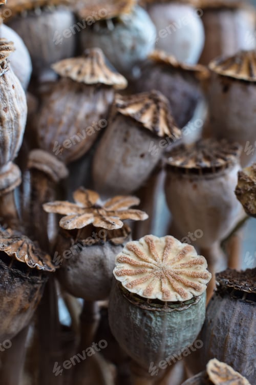 Preview: Natural neutral textured dry poppy seed heads background, vertical