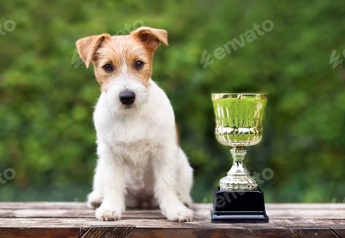 Preview: Champion dog concept - jack russell dog sitting near a winner cup