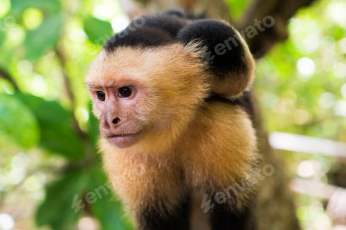 Preview: Family of white faced monkeys