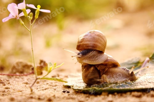 Preview: two snails and a flower in the wild ..
