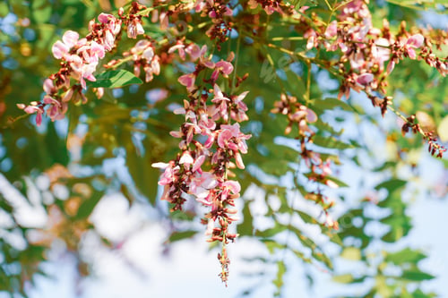 Preview: Purple Millettia Brandisiana Kurz flowers on natural daylight