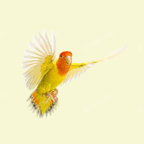 Preview: Rosy faced lovebird with open wings, showing its colorful plumage, flying on a light yellow