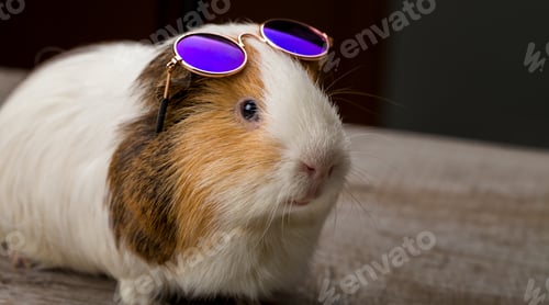Preview: Funny quinea pig posing in sunglasses