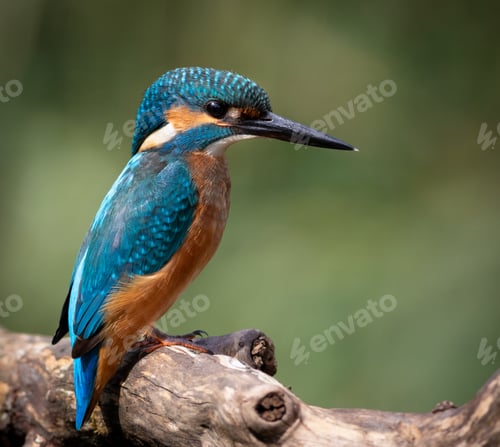 Preview: Common kingfisher, Alcedo atthis. A bird is looking at the river, waiting for a fish