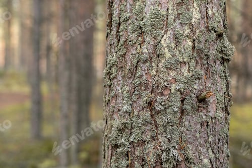 Preview: The textured bark of a tree, adorned with moss, captures the tranquility of a lush forest in soft