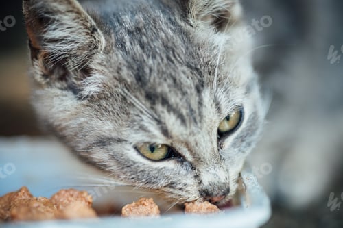 Preview: Shallow focus of a gray tabby cat eating food